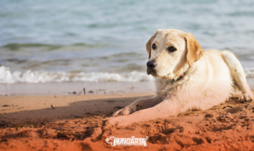 Veja como cuidar do seu animal na praia