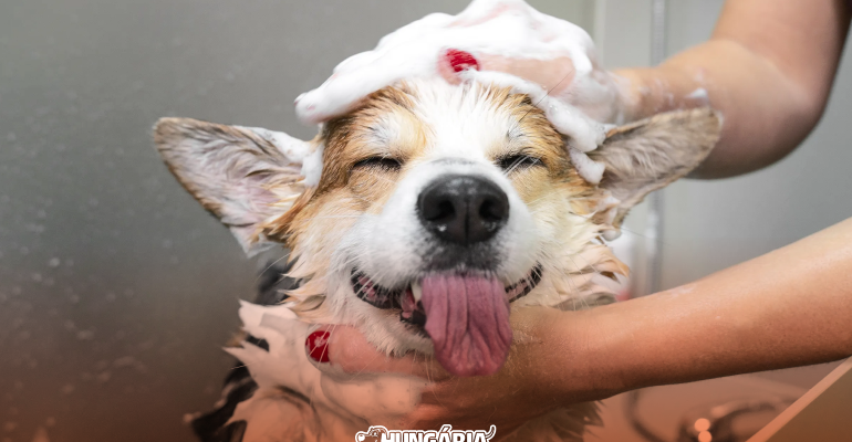 Higiene canina